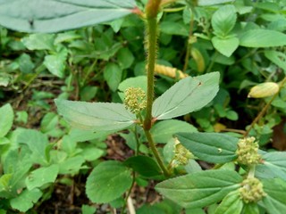 Euphorbia hirta with natural background