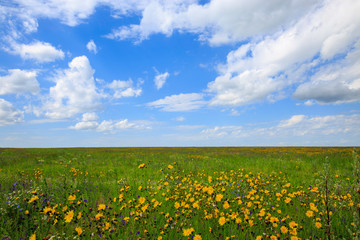 flowering meadow on a sunny day, cloudy sky