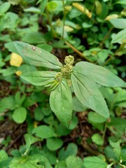 Euphorbia hirta with natural background