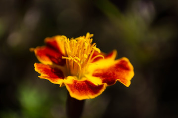 flor en un tiesto de un balc&oacute;n dando el sol por la ma&ntilde;ana se ven los edificios de fondo tienes colores vivos 