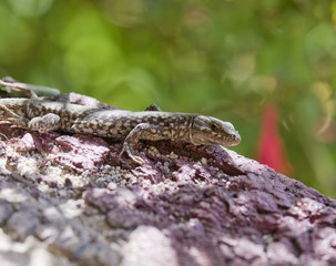 Lézard