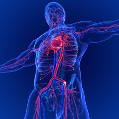 3D Illustration of Human Circulatory System Anatomy (Heart)