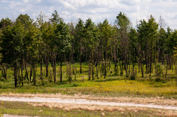 Green meadow with green trees in the forest far away and blue sky with a lot of clouds. Bright summer. Perfect weather. Travelling on the sand road
