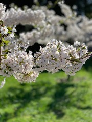 spring in london's park 