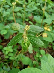 Euphorbia hirta with natural background
