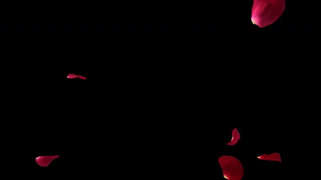 Falling Rose Petals. This work have alpha.Place on footage or background.Easy to change color.
