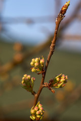 developing wild pear flower buds in the spring