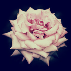 Pink rose flower on a dark background close-up stylized