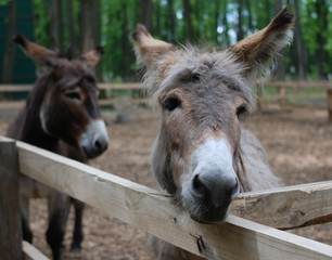 Front of Horse or donkey in the farm. Head of brown Horse or donkey in the stall. Horse or donkey wait grass from traveler.