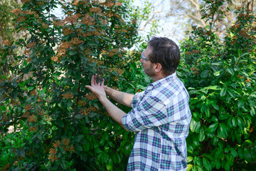 Mature senior man using shears to trim the hedge in his garden during a spring sunny day