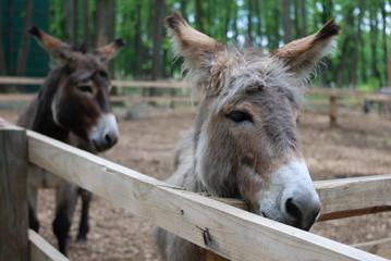 Naklejka na ściany i meble Front of Horse or donkey in the farm. Head of brown Horse or donkey in the stall. Horse or donkey wait grass from traveler.