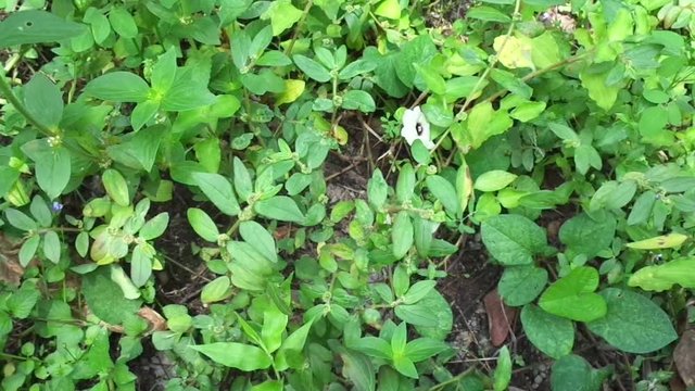 Euphorbia hirta with natural background