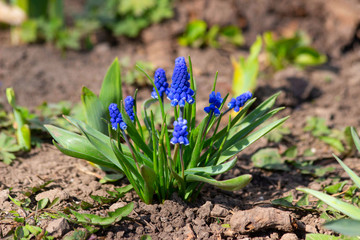 Bouquet of blue flowers appeared in spring days
