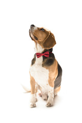cute funny beagle dog looking