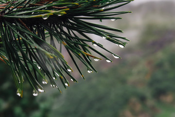 Naklejka na ściany i meble Needles of a pinetree covered in raindrops