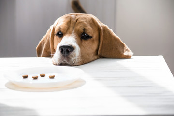 cute funny beagle dog looking