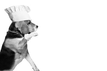cute funny chef beagle dog in a hat in black and white, restaurant, menu