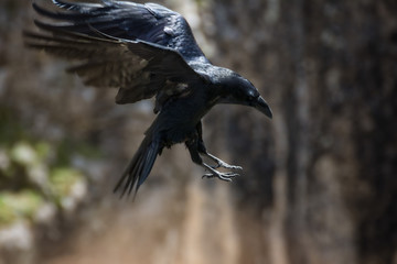 Raven diving towards the pray with its claws forward