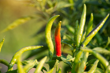 Red chilli peppers in the organic garden farm