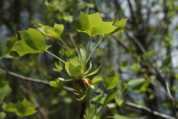 Fototapeta premium Tulip poplar in the making