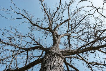 Fototapeta na wymiar Beautiful old walnut tree branch background.