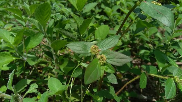 Euphorbia hirta with natural background