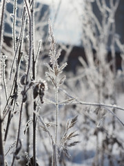 Faded plants and grass covered with frost