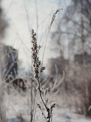 Faded plants and grass covered with frost