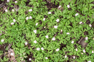 Beautiful snowdrops in the forest.
