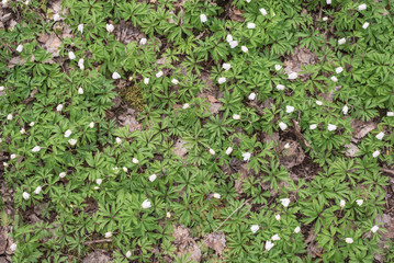 Beautiful snowdrops in the forest.