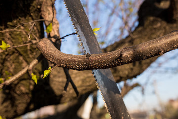 Closeup of a branch on a tree with a saw.