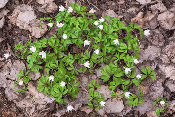 Beautiful snowdrops in the forest.