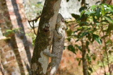 Colorful chameleon in Marozevo, Madagascar
