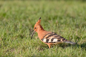 Beautiful Hoopoe bird walking and looking for food at sunset