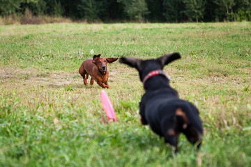 Two dachshunds playing a plate of frisbee