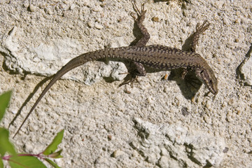 Lézard des murailles