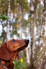 Portrait of a red-haired dachshund dog with a yellow flower on a background of birches