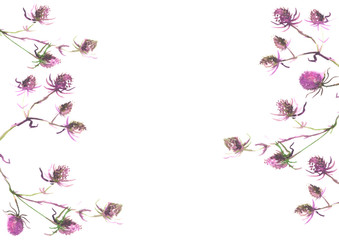 Greater burdock watercolor illustration. Vintage wild grass, flowers, plants. Stylish fashionable card, background, pattern. Watercolor paint splash. Frame. Watercolor card, invitation, label.thistle 