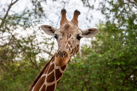 Full Face Portrait of a Giraffe