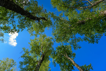 View from the bottom of the tree crowns against blue sky with white clouds. Green branches of...