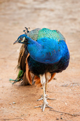 Obraz premium Beautiful peacock