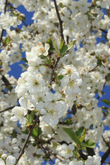 cherry tree flowers