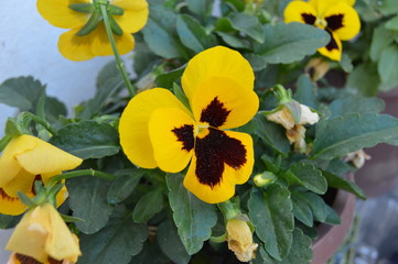 Pansies of all kinds, Algeria, Africa. © Moun