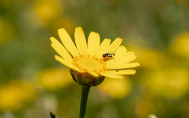 Glebionis coronaria is a species of flowering plant in the daisy family