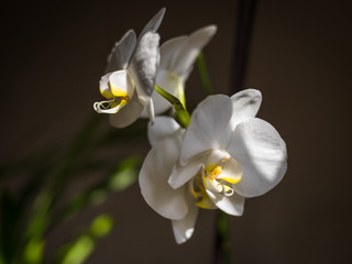 Close-up with streams of light on two white orchids and blurred dark background