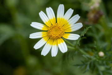 Glebionis coronaria is a species of flowering plant in the daisy family