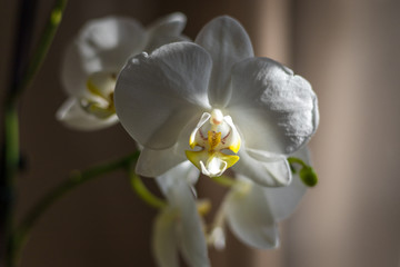Fototapeta na wymiar Close-up with stream of light on white orchid and blurred warm background