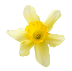 daffodil close-up on a white background
