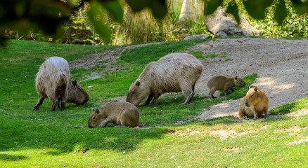 Capybara family