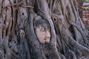 Background antique buddha stone head statue in Banyan tree root Thailand Ayutthaya in Wat Mahathat buddhist ancient temple. Thai tourist pray for good luck, zen peaceful and holy meditation relax.